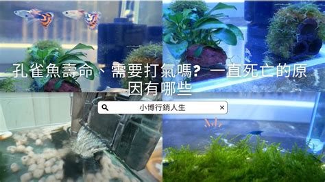 魚缸的魚一直死|11個導致孔雀魚死亡的原因(如何預防)